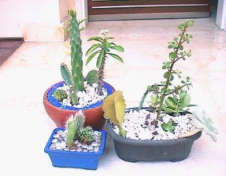 עשו זאת בעצמכם: גינת קקטוסים פורחת במשרד