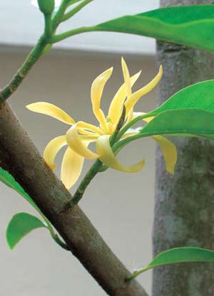 จำปีสีนวลหอม