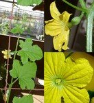 法国新时尚：阳台果菜园让人大饱口福