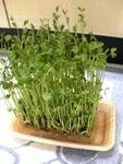 阳台上的菜园子