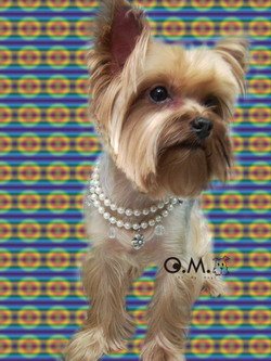 สร้อยน้องหมาดีไซน์หรู 'Oh! my dog'