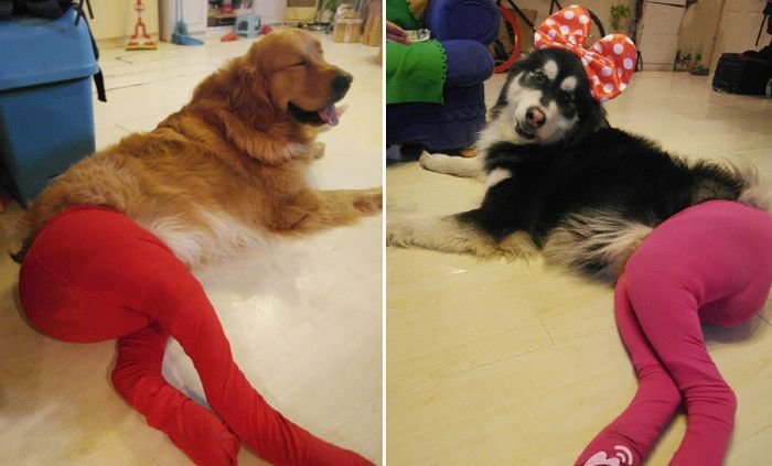 เทรนด์ฮาๆ น้องหมาใส่เลคกิ้ง เซ็กซี่ชะมัดเลย!!
