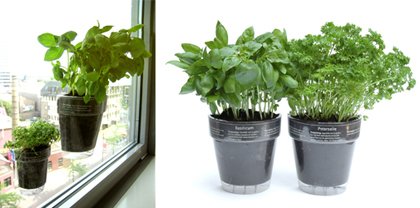 Windowherbs