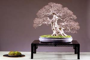 Bonsai - 'zelene stepenice što vode u nebo'