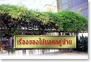 มะขาม มะยม ต้นไผ่ วาสนา มวลไม้มงคล