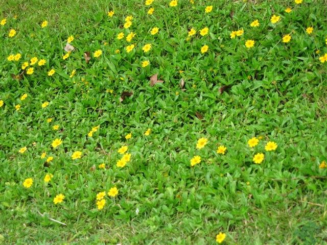 Lawn Substitute หญ้าพันธ์ใหม่ ไม่ง้อกรรไกร ไม่ใช้คนสวน