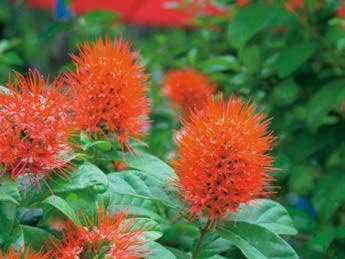 สีสันทั้งปีของพันธุ์ไม้ดอกพุ่มเตี้ย
