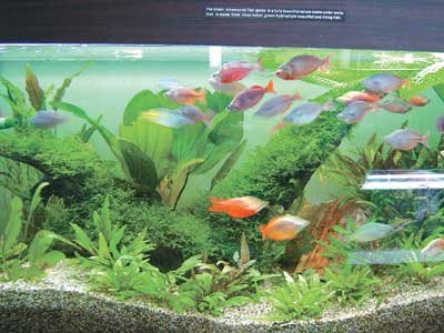 家庭水族箱质量安全尚无标准(图)