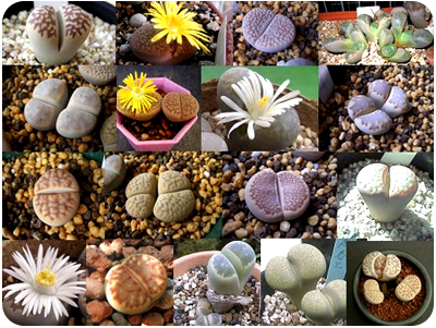 Živi kamen (Lithops)