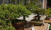 Bonsai - istocnjacka umetnost u Beogradu