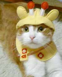 น้องเหมียว